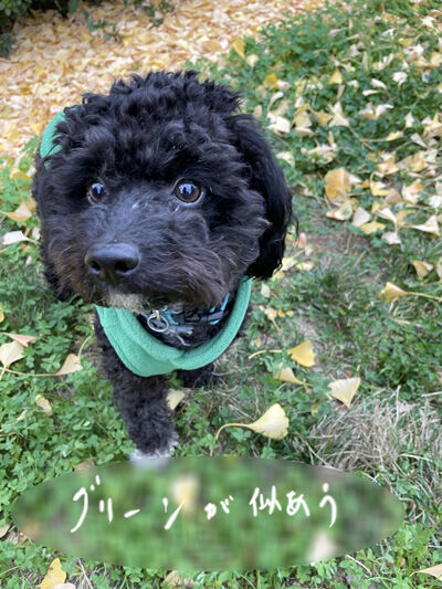 2023-03-19-oreo2