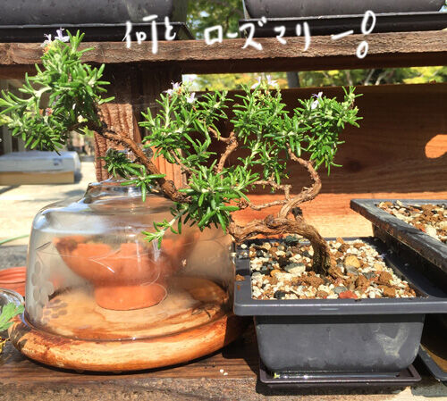 2021-08-12-bonsai3