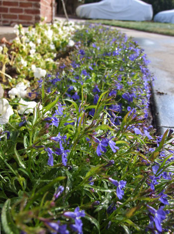 2012-11-15-flowerbed3