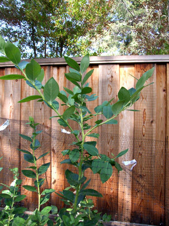 2014-09-03-blueberrytree3