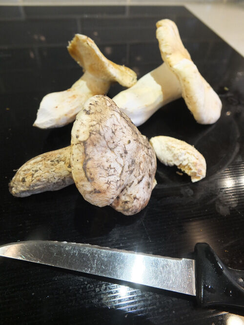 2025-10-25-matsutake3