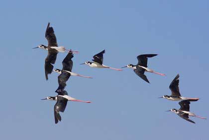 2014-10-31-blackneckedstilt