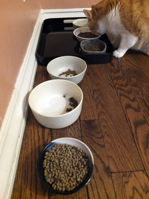 2018-01-01-simba3