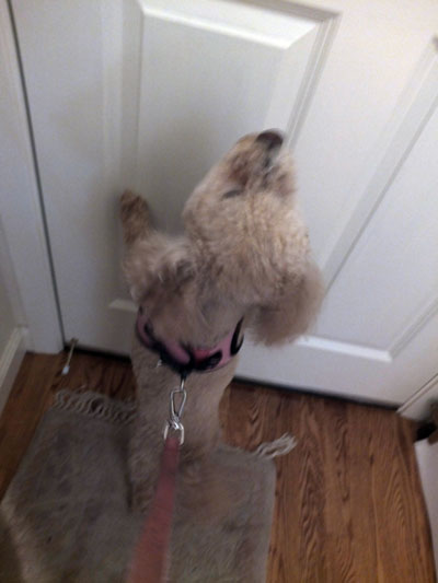 2017-04-03-an1