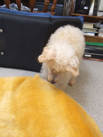 2016-01-29-chibi1