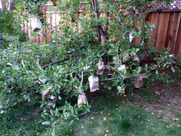2011_10_20_bags1