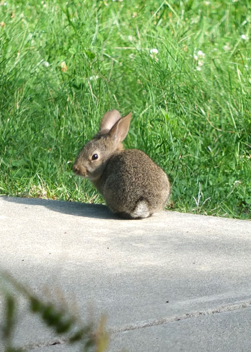2017-06-28-rabbit3