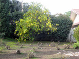 2010_01_12_orangetree1
