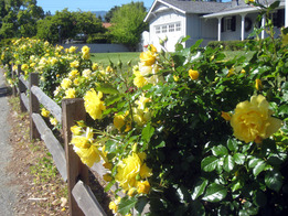 2011_05_20_yellow