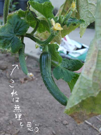 2014-10-14-cucumber3