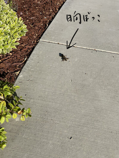 2022-06-09-lizard1