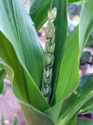 2013-06-15-corn3