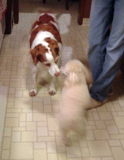 2014-11-15-penny
