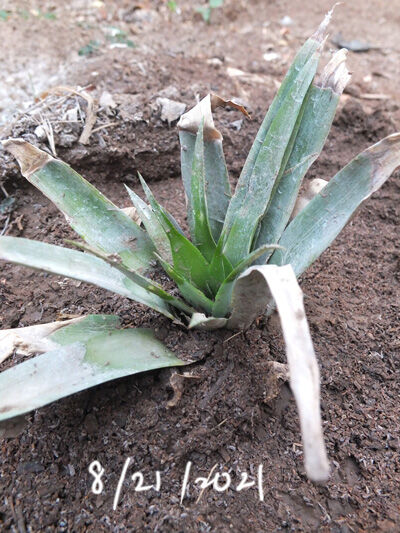2021-10-01-pineapple1