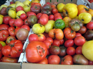 2010_11_05_tomatoes4