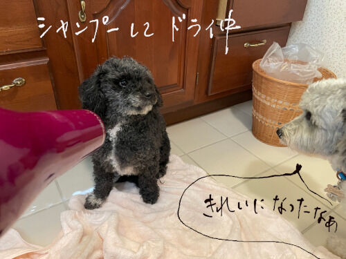2025-06-15-charlieoreo2