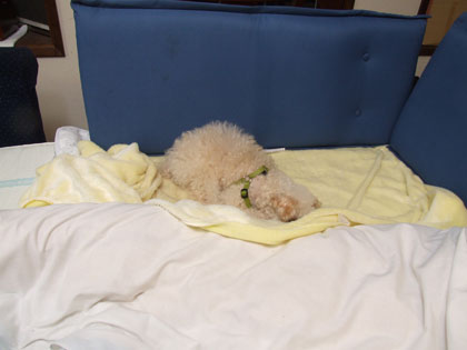 2016-01-19-sofabed2