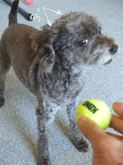 2020-08-03-judy4