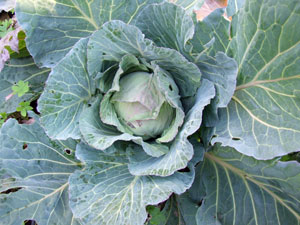 2011_01_24_cabbage2