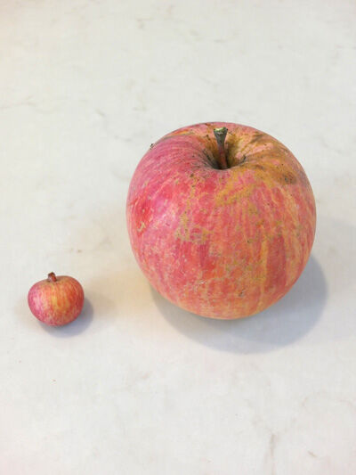 2020-12-27-fruits5