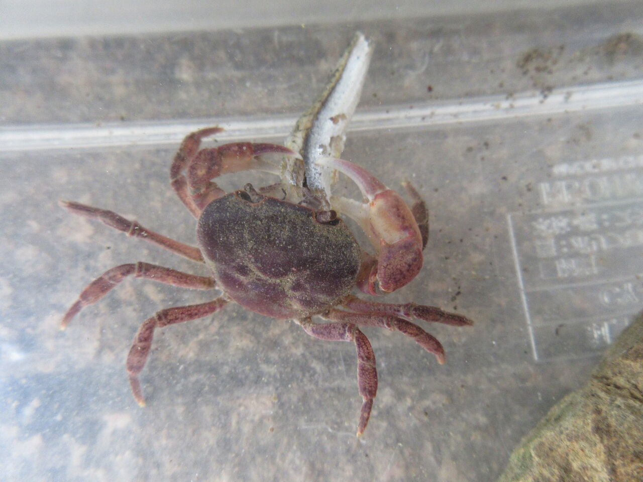 秩父こども園 分園 カニさん 秩父こども園 認めてほめて愛して育てる