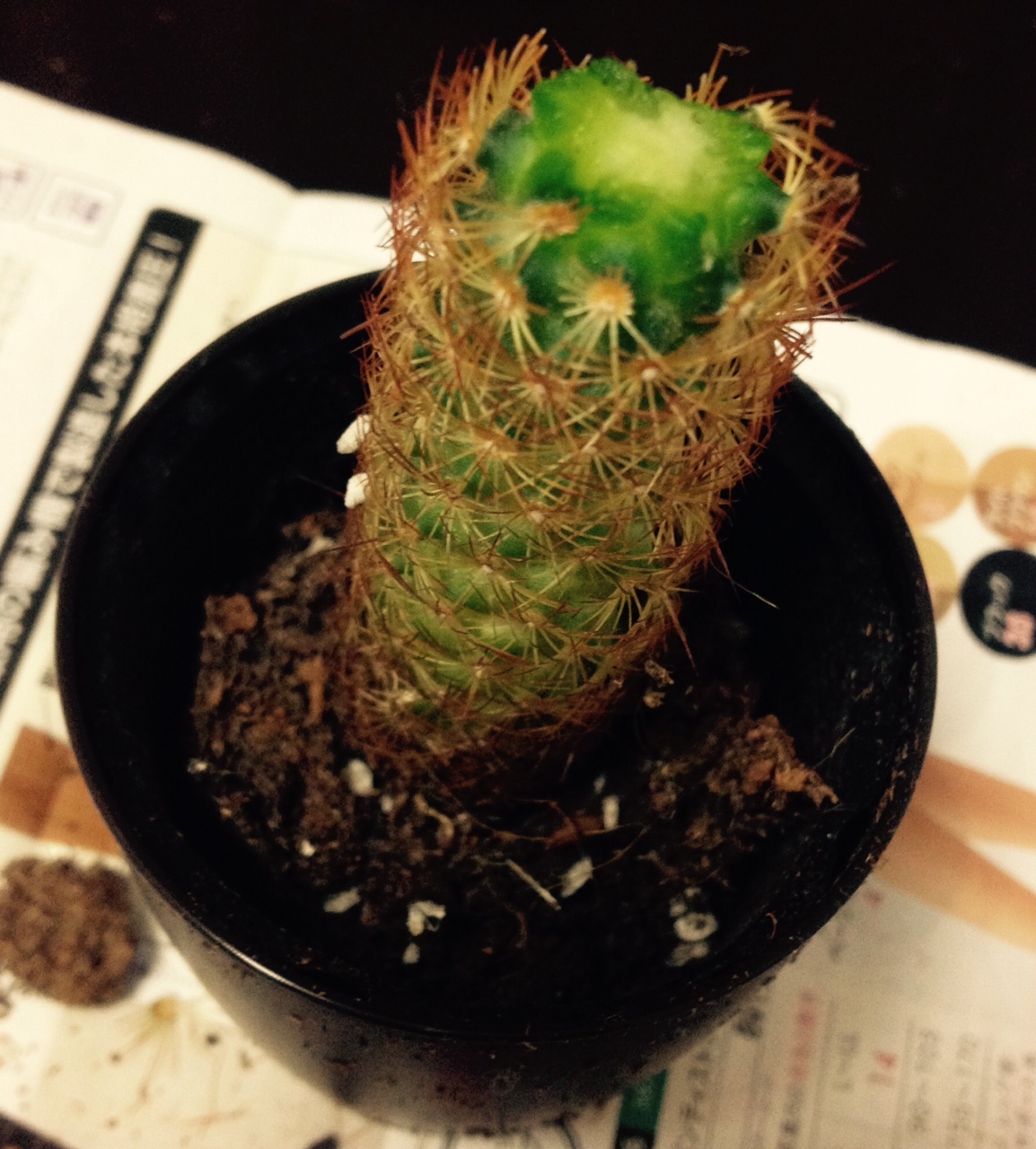 緋牡丹の手術 ちちこのこと Powered By ライブドアブログ 緋牡丹の手術 ちちこのこと Powered By ライブドアブログ