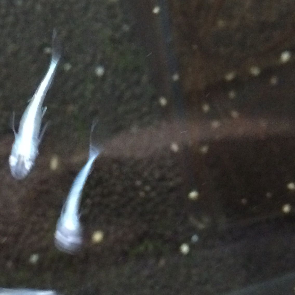 珍しいメダカ 天河 ご存知ですか Tsukasachanのblog