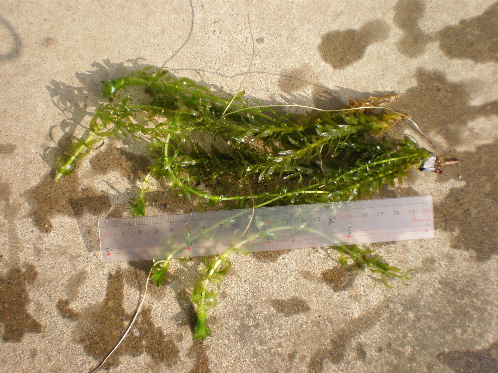 水草アナカリス カット めだか親父の見聞録