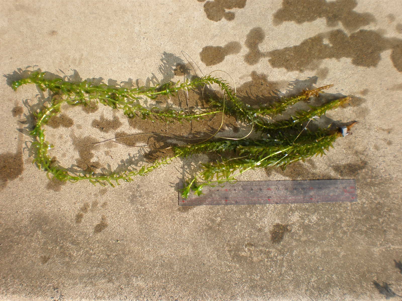 水草アナカリス カット めだか親父の見聞録