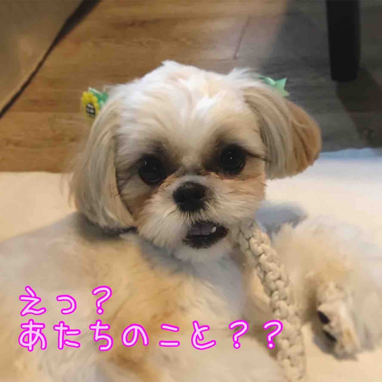 ちくわは犬でつよ Chicuwa Ganmoのhappy Life