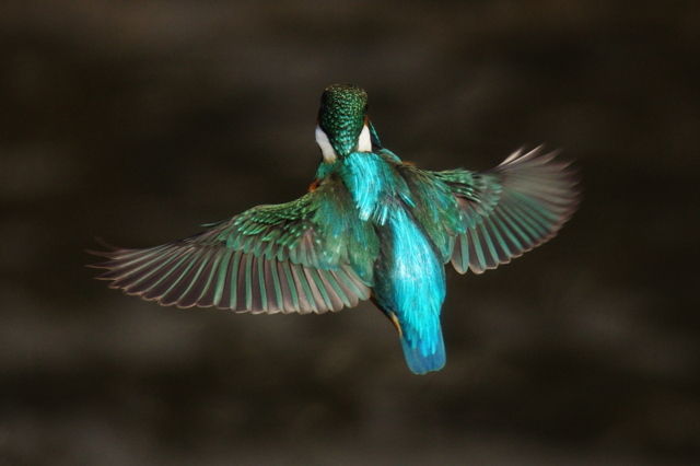 青い鳥 赤城南面の地中海 青い鳥 赤城南面の地中海