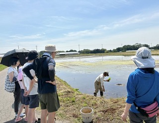 TAUE1