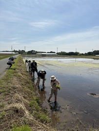TAUE3