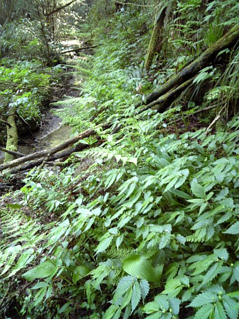 ミズブキの季節 佐渡 移住日記