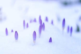 雪から芽吹く花