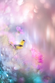 ヒカリの中の黄色い鳥