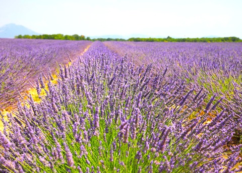 5日目ラベンダー畑イメージ1