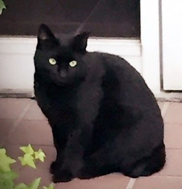 黒猫