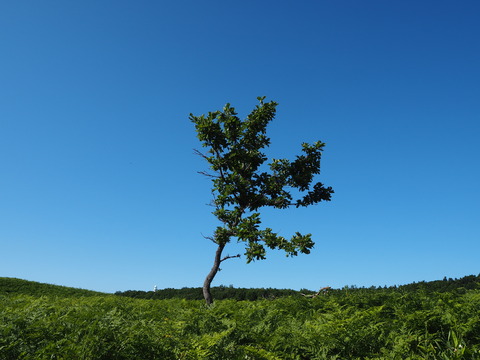 P8063414
