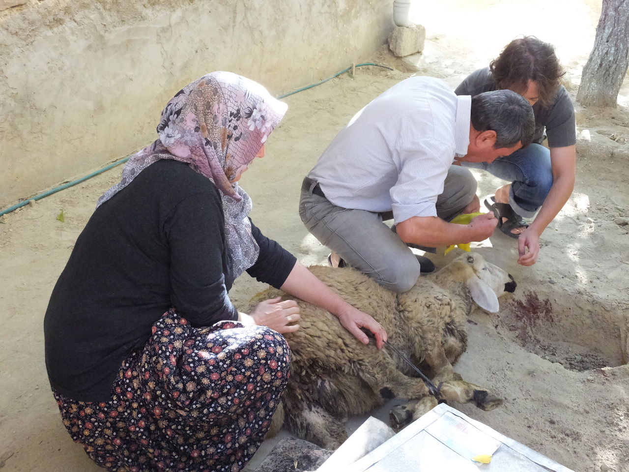 クルバンバイラム 犠牲祭 注 羊さん解体画像あり トルコのぺんぎん