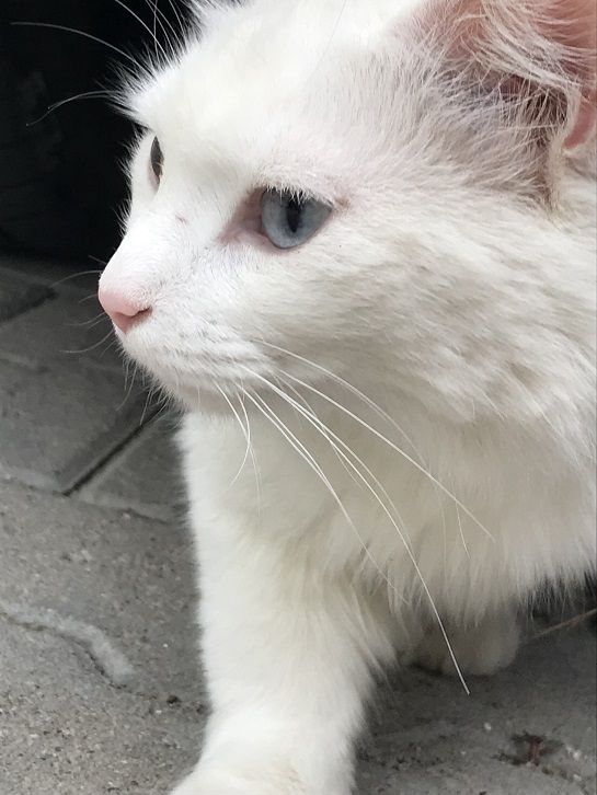 金色と青色の目の猫 トルコのぺんぎん 金色と青色の目の猫 トルコのぺんぎん