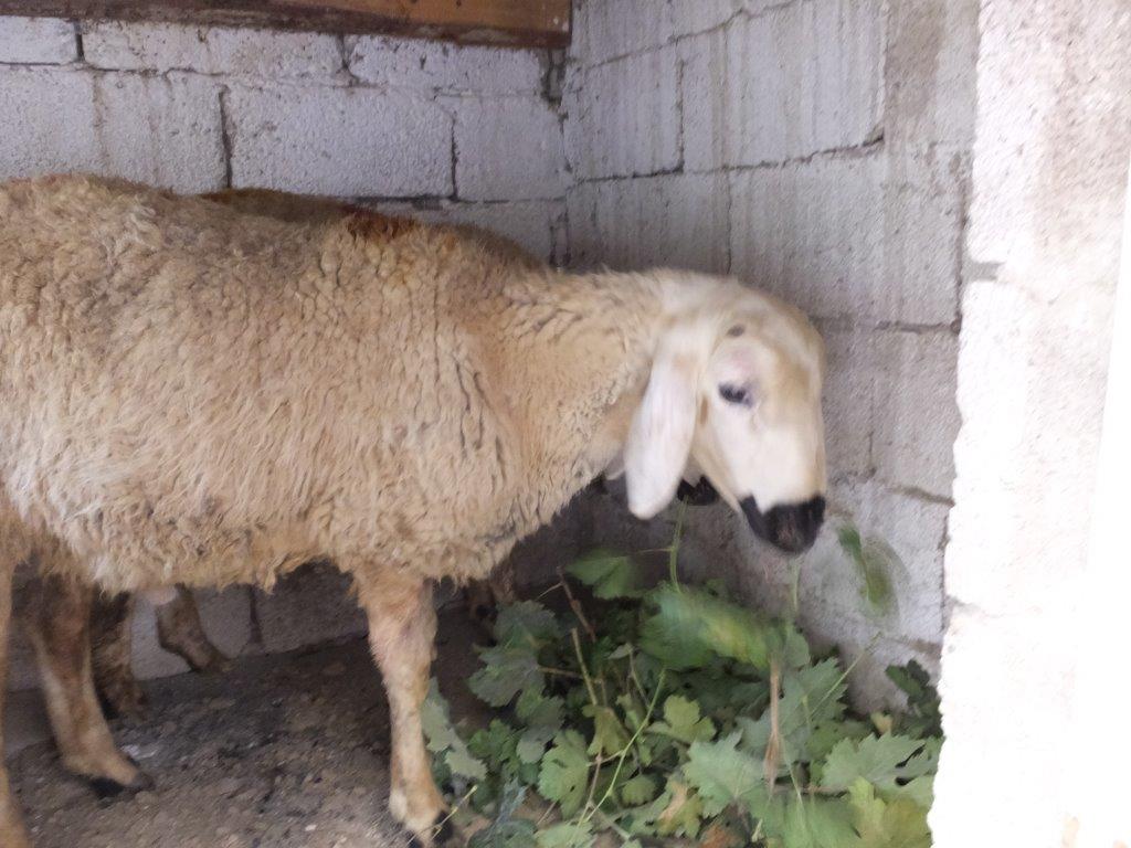 クルバンバイラム 犠牲祭 注 羊さん解体画像あり トルコのぺんぎん