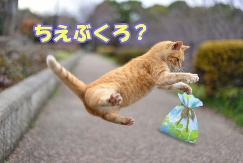 chie_portal