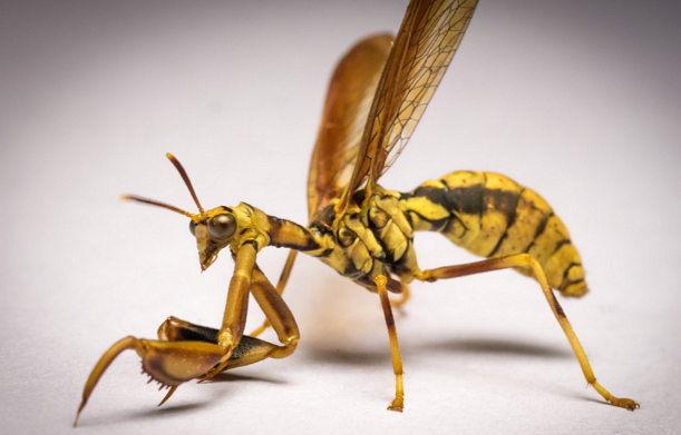 画像 実在する 奇妙な生物たち ちえぶくろ速報 画像 実在する 奇妙な生物たち ちえぶくろ速報