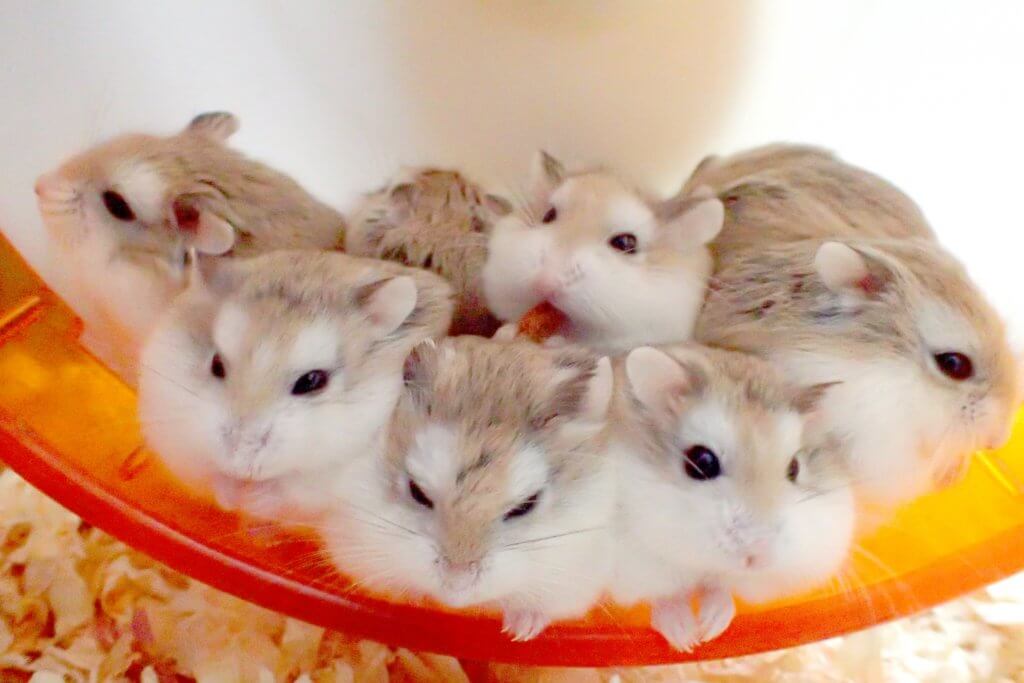 飼いにくい動物ベスト10と 飼いやすい動物ベスト5 ちえぶくろ速報 飼いにくい動物ベスト10と 飼いやすい動物ベスト5 ちえぶくろ速報