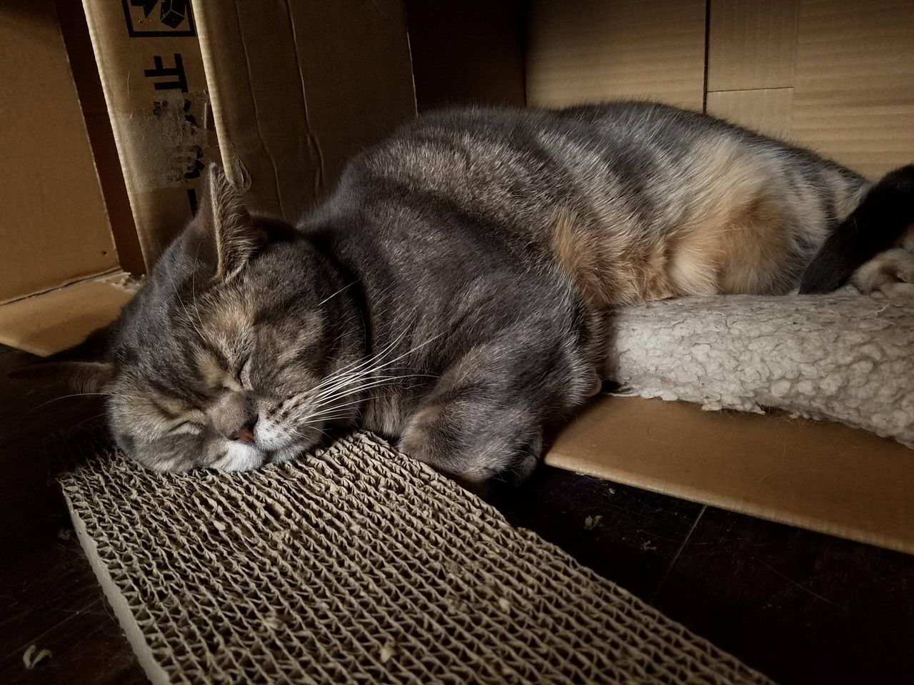 クスッとする動物画像で癒されるスレ ちえぶくろ速報