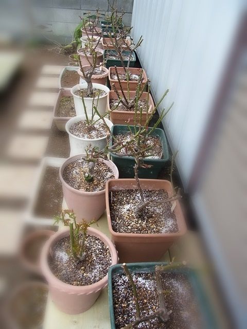 バラにクリプトモスを こころ惹かれるもの