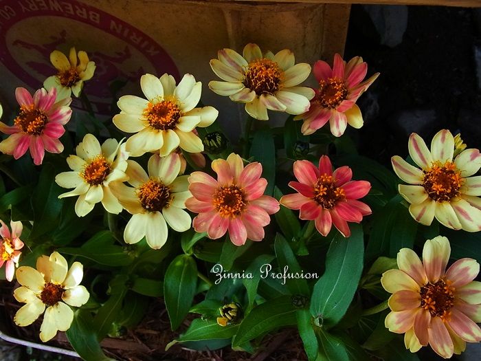 ジニア プロフュージョン こころ惹かれるもの