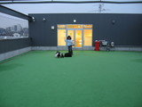 DOG CLUB IST-1