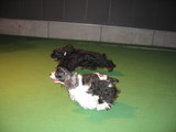 DOG CLUB IST-2